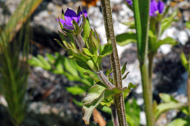 Legousia hybrida / Specchio di Venere ondulato